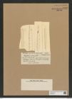 Rhizosolenia inermis Castr. (de-Toni-Nr.: Genus 114, Species 3312) Zeichnungen Sammlung Grunow Nr. 6702 (NHMW-BOT-W0375504)